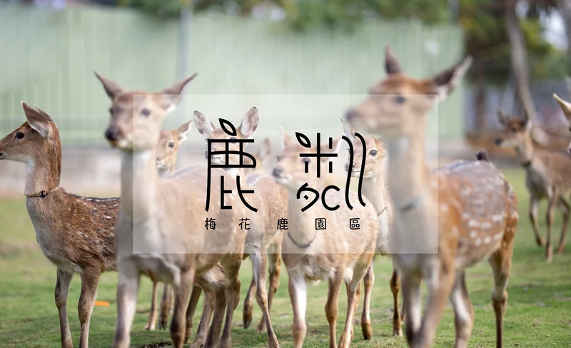 屏東小琉球鹿粼梅花鹿園區門票-KLOOK