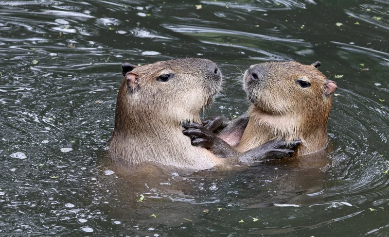 沖繩名護自然動植物公園門票