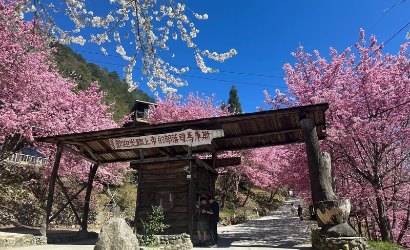 新竹: 司馬庫斯星空露營 / 高山野外私廚體驗 / 原始森林秘境 | 櫻花季-KLOOK