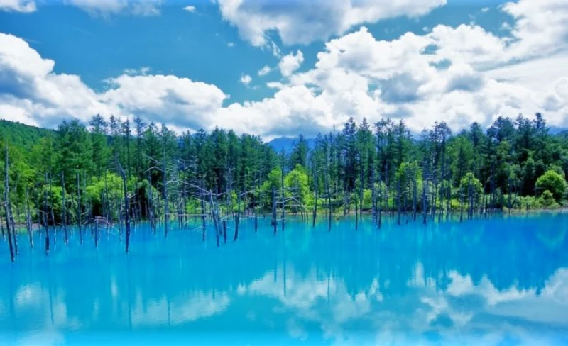 野生動物觀賞 & 森林漫步之旅（含手工製作）