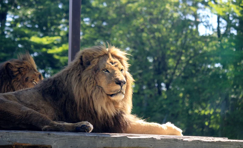 那須野生動物園門票