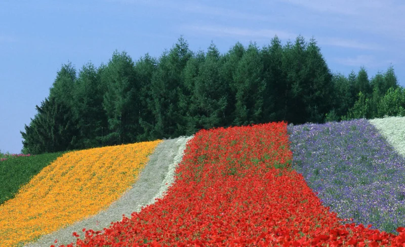 富良野 & 美瑛私人遊（含英語導遊）