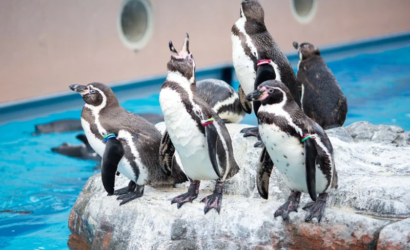 茨城縣立大洗水族館門票