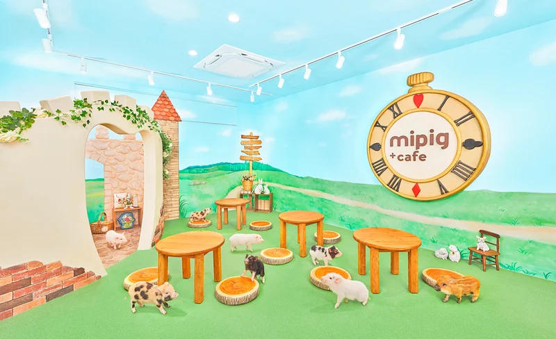 福岡Micro Pig Cafe迷你豬咖啡館體驗