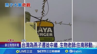 電線冒燈泡會動!? 上千隻燕子突聚集移動 台灣為燕子遷徙中繼 生物老師:往南移動 │記者 廖宜德 謝昀蓁 沈明志│新聞一把抓20250320│三立新聞台